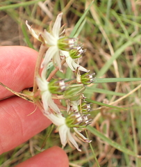 Asclepias gibba