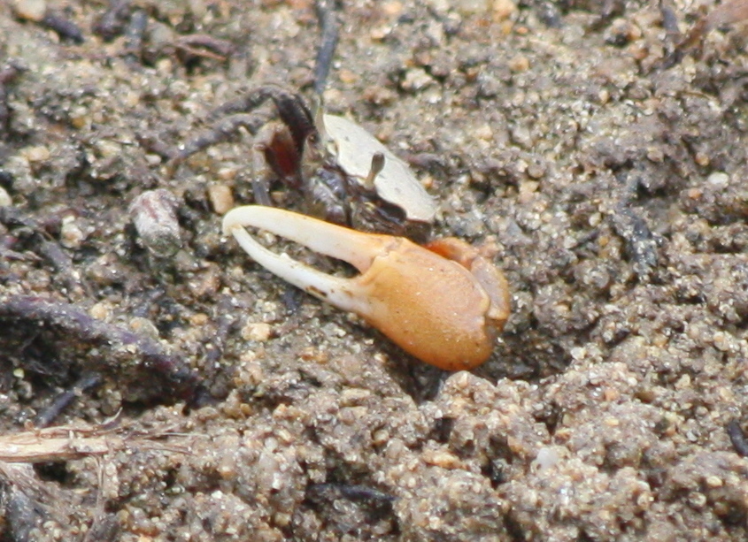 Burger’s Fiddler Crab