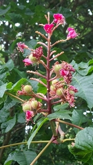 Aesculus hippocastanum