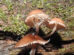 Mycena kuurkacea