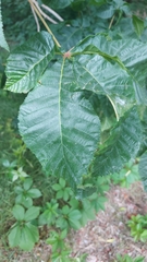 Aesculus hippocastanum