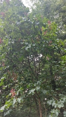 Aesculus hippocastanum