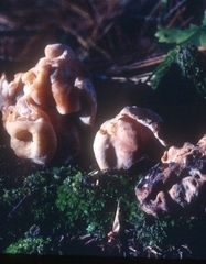 Hydnotrya