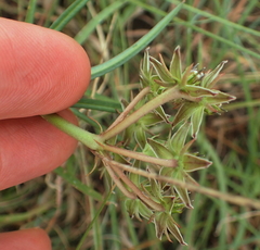 Asclepias gibba