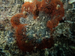 Watersipora subatra