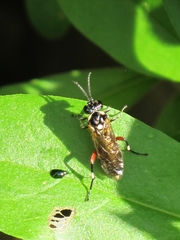Macrophya punctumalbum