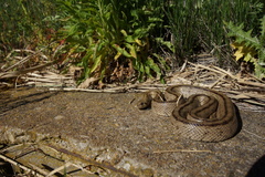 Zamenis scalaris