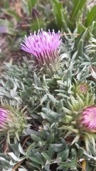 Jurinea humilis