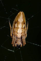 Larinia