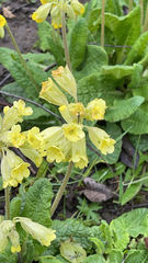 Primula veris