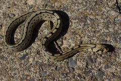 Zamenis scalaris