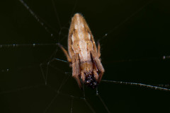 Larinia