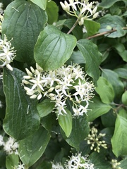 Cornus