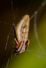 Larinia