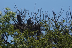 Ardea cinerea