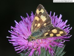 Carterocephalus longimaculatus