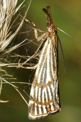 Chrysocrambus dentuellus