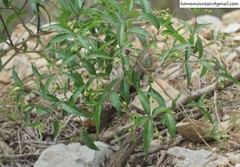 Periploca sepium