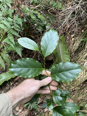 Pennantia cunninghamii