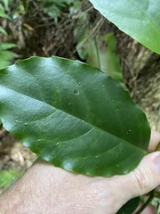 Pennantia cunninghamii