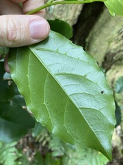 Pennantia cunninghamii