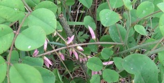 Indigofera kirilowii
