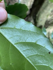 Pennantia cunninghamii