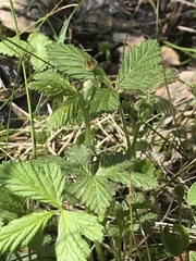 Rubus arcticus