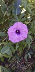 Ipomoea cairica