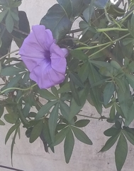 Ipomoea cairica