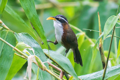 Pomatorhinus schisticeps