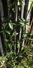 Ipomoea cairica