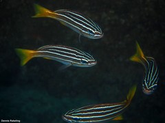 Parapristipoma octolineatum