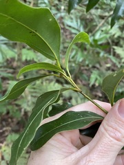 Cinnamomum virens