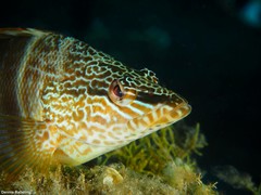 Serranus papilionaceus