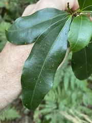 Cinnamomum virens