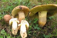 Butyriboletus taughannockensis