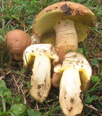 Butyriboletus taughannockensis