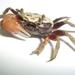 Burger's Fiddler Crab - Photo (c) Mark Stevens, some rights reserved (CC BY-NC-SA)
