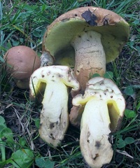 Butyriboletus taughannockensis