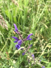 Salvia pratensis