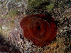 Actinia nigropunctata