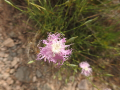Dianthus broteri