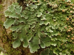 Pseudocyphellaria gretae