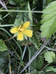 Potentilla indica