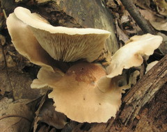 Crepidotus malachius
