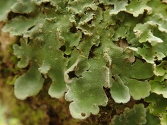 Pseudocyphellaria gretae