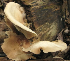 Crepidotus malachius