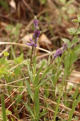 Polygala hybrida