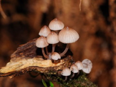 Mycena clarkeana